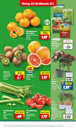 Lidl Blumen im Prospekt 