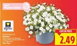 Stauden Angebote von EDEKA Regional bei E center Falkensee für 2,49 €