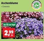 Aschenblume Angebote bei Thomas Philipps Brühl für 2,99 €
