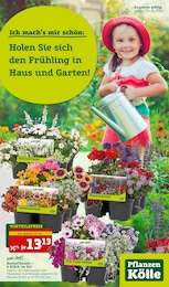 Der aktuelle Pflanzen Kölle Prospekt Holen Sie sich den Frühling in Haus und Garten!
