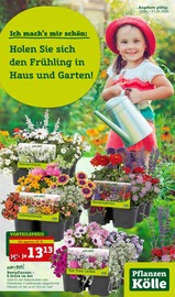 Aktueller Pflanzen Kölle Garten & Pflanzen Prospekt in Rangsdorf und Umgebung, "Holen Sie sich den Frühling in Haus und Garten!" mit 16 Seiten, 15.04.2024 - 21.04.2024