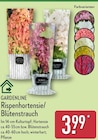 Rispenhortensie oder Blütenstrauch Angebote von GARDENLINE bei ALDI Nord Bergkamen für 3,99 €