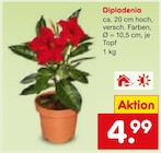 Aktuelles Dipladenia Angebot bei Netto Marken-Discount in Mainz ab 4,99 €