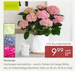 Hortensie von Kölle im aktuellen Pflanzen Kölle Prospekt