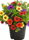 Zauberglöckchen Calibrachoa Trio bei Wreesmann im Großröhrsdorf Prospekt für 2,59 €
