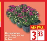 Aktuelle Pflanzen Angebote bei EDEKA in Potsdam Aktuelles Chrysanthemen Angebot bei EDEKA in Potsdam ab 3,33 €