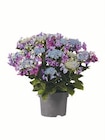 Aktuelle Hortensie Angebote bei Lidl in Freiburg (Breisgau) Aktuelles Gartenhortensien Angebot bei Lidl in Freiburg (Breisgau) ab 6,99 €