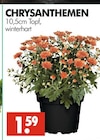 CHRYSANTHEMEN im Angebot bei Wreesmann in Cottbus CHRYSANTHEMEN Angebote bei Wreesmann Cottbus für 1,59 €