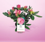 Promo Rhododendron pot 15 cm à 6,99 € dans le catalogue Netto à Saint-André-de-Cubzac