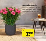 Oleander-Busch bei Hagebaumarkt im Brunsbüttel Prospekt für 7,99 €