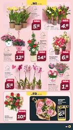 Blumen im Netto mit dem Scottie Prospekt Blumen im Netto mit dem Scottie Prospekt Günstig. Besser. Für Dich. auf S. 9