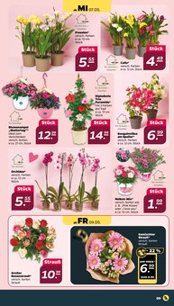 Orchidee im Netto mit dem Scottie Prospekt "Günstig. Besser. Für Dich." mit 38 Seiten (Dresden)