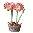 Amaryllis im Korb im Angebot bei Lidl in Ludwigshafen Amaryllis im Korb Angebote bei Lidl Ludwigshafen für 12,99 €
