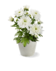 Chrysanthemen im aktuellen Kaufland Prospekt für 1,11 €