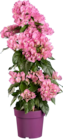 Bougainvillée pyramide - Lidl à Quimper Bougainvillée pyramide en promo chez Lidl Quimper à 12,99 €