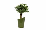 Plante verte en pot design à Lidl dans Marlens