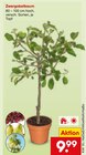 Aktuelles Zwergobstbaum Angebot bei Netto Marken-Discount in Krefeld ab 9,99 €