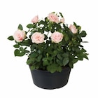 Lys oriental ou rosier en coupe - Lidl à Aix-en-Provence Lys oriental ou rosier en coupe en promo chez Lidl Aix-en-Provence à 8,99 €