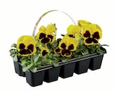 Frühlingsblüher im 10er-Tray bei Lidl im Reutlingen Prospekt für 1,69 €