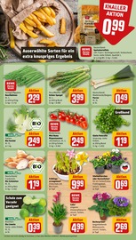 Blumen im REWE Prospekt in Wolfenbüttel Aktueller REWE Prospekt mit Blumen, "Dein Markt", Seite 7