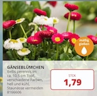 Angebot im PROFI Wesch Mühlhausen (Thüringen) Prospekt PROFI Wesch Mühlhausen (Thüringen) Prospekt mit im Angebot für 1,79 €