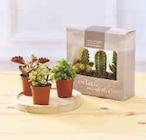 Trio cactus ou succulentes en promo chez Super U Besançon à 4,99 €
