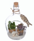 Lidl Vesoul - Promo Succulentes en bouteille Promo Succulentes en bouteille à 8,99 € dans le catalogue Lidl à Vesoul