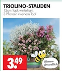 TRIOLINO-STAUDEN Angebote bei Wreesmann Freiberg für 3,49 €