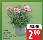 EDEKA Berlin - Nelke 'Peman' Angebot im Prospekt Nelke 'Peman' bei EDEKA im Berlin Prospekt für 2,99 €