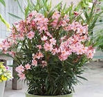 Oleander-Busch von Kölle im aktuellen Pflanzen Kölle Prospekt für 24,99 €
