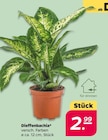 Aktuelles Dieffenbachia Angebot bei Netto mit dem Scottie in Berlin ab 2,99 €