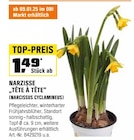 Narzisse „Tête à Tête“ (Narcissus cyclamineus) Angebote bei OBI Wesel für 1,49 €