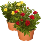 Aktuelles Rosen Angebot bei Netto Marken-Discount in Aachen ab 4,99 €