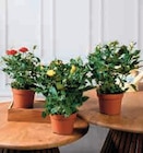 Rosier en promo chez Super U Saint-Nazaire à 2,99 €