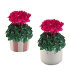 Cyclamen midi ECLOZ - ECLOZ en promo chez Jardiland Anglet à 7,99 €