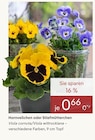 Hornveilchen oder Stiefmütterchen für 0,66 € bei Pflanzen Kölle im Angebot Hornveilchen oder Stiefmütterchen im aktuellen Pflanzen Kölle Prospekt