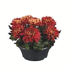 Aktuelle Blumen Angebote bei Lidl in Karlsruhe Aktuelles Deko-Chrysanthemen Angebot bei Lidl in Karlsruhe ab 6,99 €