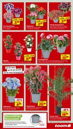 Blumenampel Angebot im aktuellen toom Baumarkt Prospekt auf Seite 3