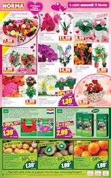 Prix et réduction Rosier dans le prospectus Norma en cours Offre Rosier dans le catalogue Norma du moment à la page 4