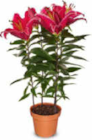 Netto Marken-Discount - Lilien Angebot im Prospekt Lilien bei Netto Marken-Discount im Prospekt "" für 2,99 €