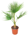 Aktuelles PALMENMIX Angebot bei OBI in Magdeburg ab 19,99 €