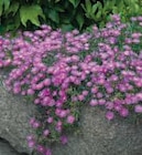 Plantes vivaces en promo chez U Express Saint-Priest à 2,59 €