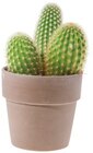 Cactus en pot céramique en promo chez Lidl Nantes à 3,19 €