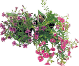 Zauberglöckchen Million Bells Angebote bei Hornbach Freital für 1,99 €