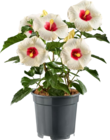 Hibiscus - Lidl à Levallois-Perret Hibiscus en promo chez Lidl Levallois-Perret à 10,99 €