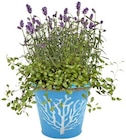 Sommerfreude in Zinktopf im Angebot bei REWE in Bielefeld Sommerfreude in Zinktopf Angebote bei REWE Bielefeld für 3,79 €