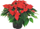 Poinsettia - GARDENLINE à 5,49 € dans le catalogue Aldi