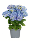 Bauernhortensie bei toom Baumarkt im Schorndorf Prospekt für 12,99 €