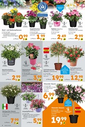 Tagetes Angebot im aktuellen Globus-Baumarkt Prospekt auf Seite 4