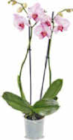Orchidee im Angebot bei Netto Marken-Discount in Homburg Orchidee Angebote bei Netto Marken-Discount Homburg für 4,99 €